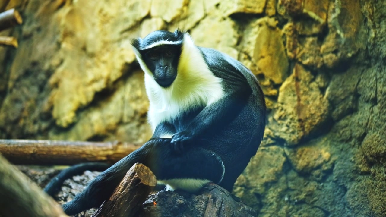 Una scimmia nello zoo di Berlino