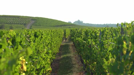 rows of vineyards in hunawihr outskirts in eastern france