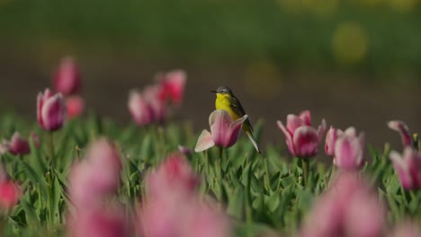 disparo estático medio de una cola amarilla occidental posada en un tulipán rosa en un campo de tulipanes