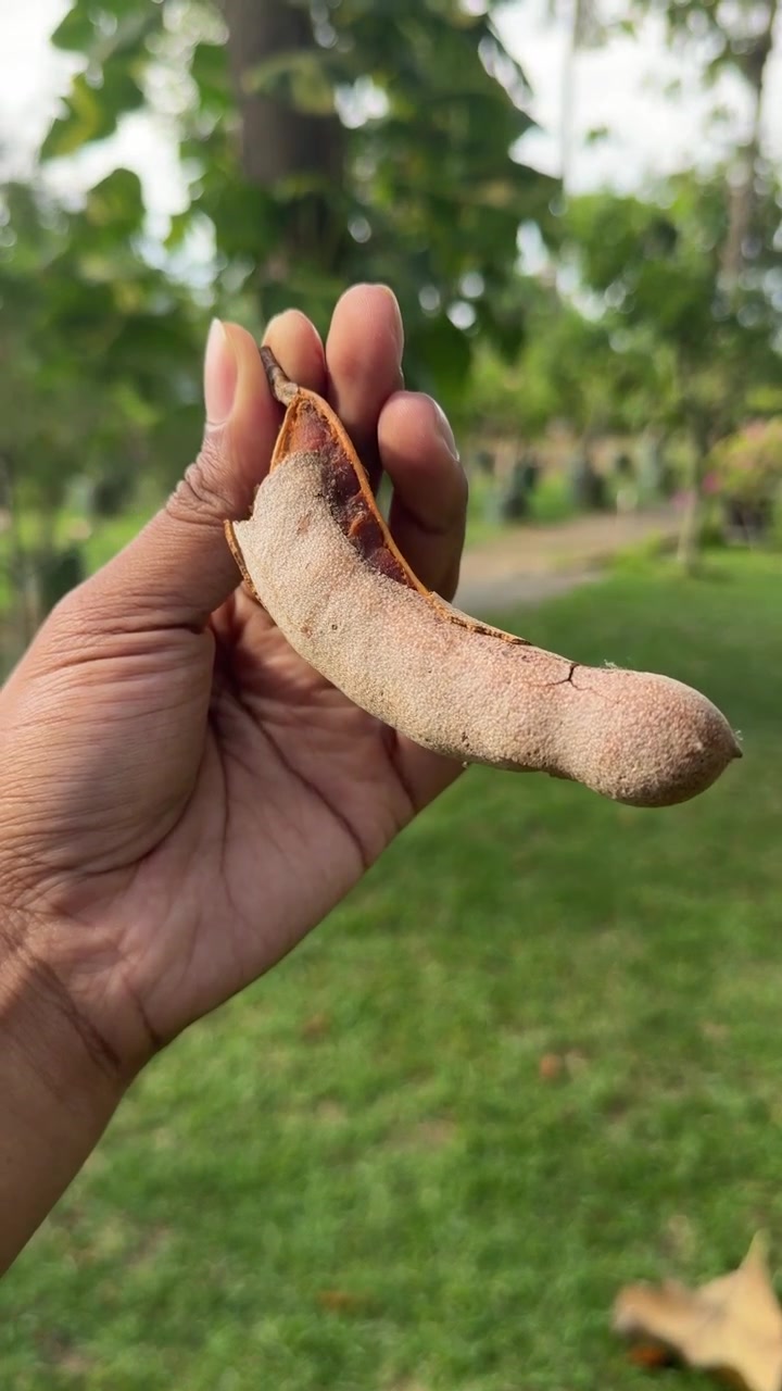 Hand die een rijpe tamarindepod vasthoudt in een tuin