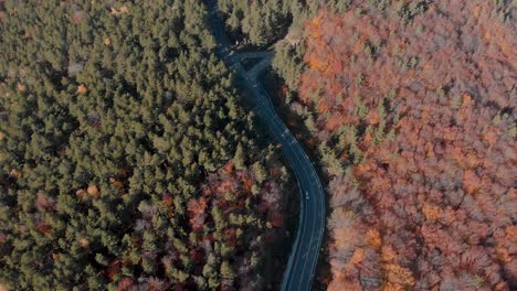 aerial view over a road, surrounded by foliage forest, sunny, autumn day - tilt up, drone shot