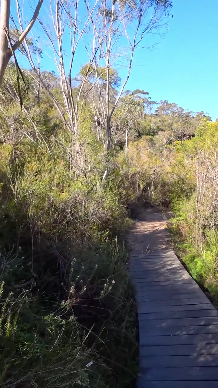 Walking Along a Wooden Boardwalk Through a Sunny Australian Bushland Trail