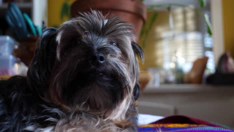 Yorkshire-Terrier-Hund,-Der-Im-Schlafzimmer-Auf-Dem-Bett-Liegt---Zeitlupe-Mit-Flachem-Fokus