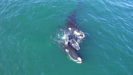 dos ballenas francas adultas ayudando a un becerro a mantenerse a flote en la superficie , disparo circular de seguimiento de drones