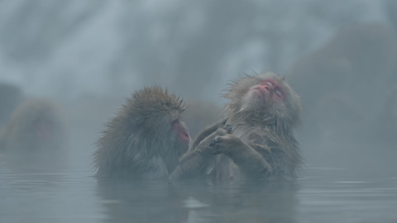 un momento sereno en jigokudani onsen, yamanouchi, mientras un mono de nieve cuidadosamente cura a su amigo, que parece completamente relajado y contento.