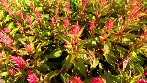 vibrant celosia flowers in a serene park setting