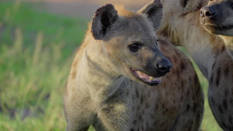 spotted hyenas in the savanna
