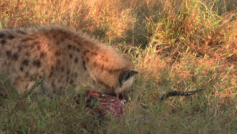 close view of lone hyena feeding on kill on tall grass at golden hour