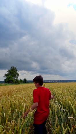 happy boy in agriculture field. teenager in red t-shirt runs joyfully on a wheat field against cloudy sky in summer. view from back. vertical video