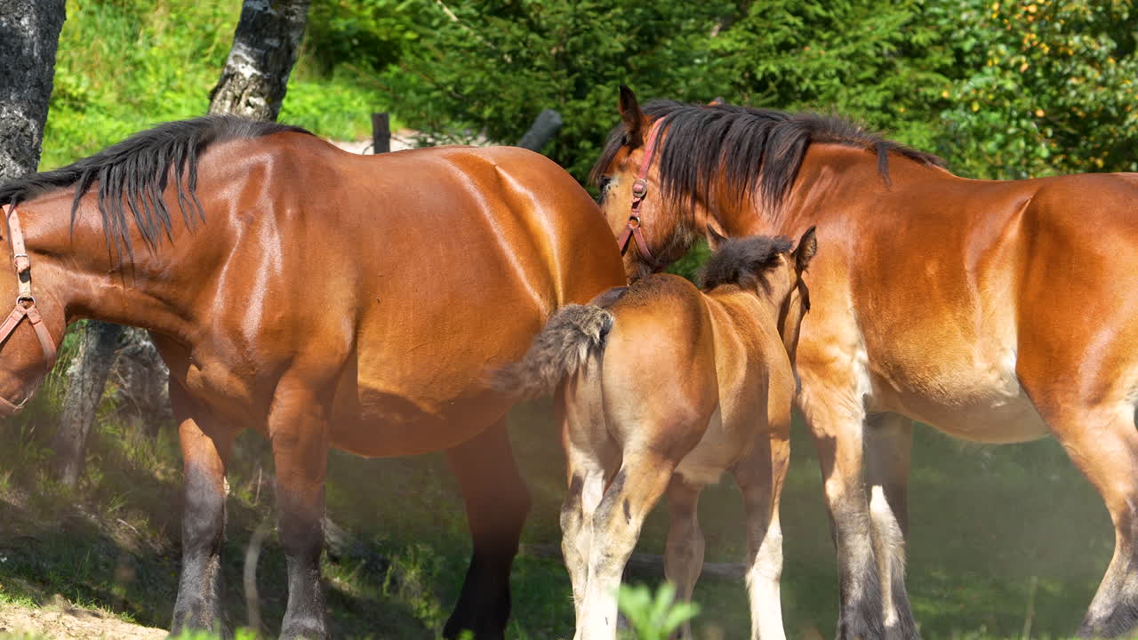 un primer plano de una familia de caballos marrones, incluido un potro, de pie juntos en un prado soleado con árboles verdes en el fondo