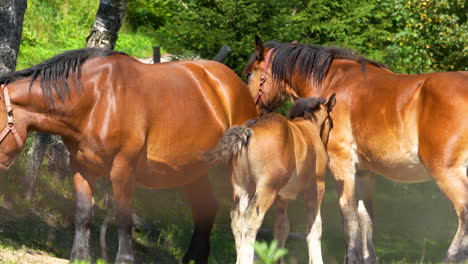 a close-up of a family of brown horses, including a foal, standing close together in a sunny meadow with green trees in the background