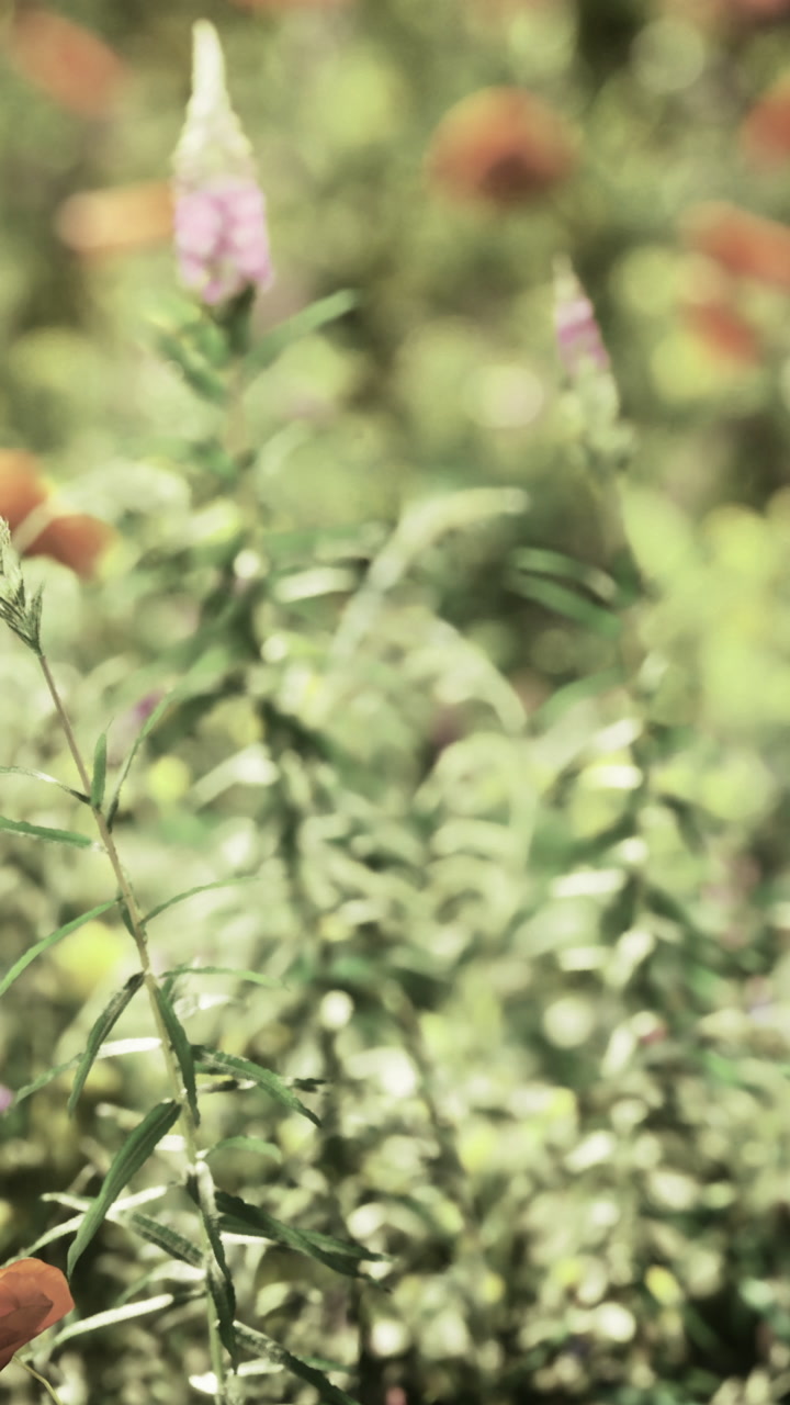 Flowers bloom in a garden during sunny days in springtime