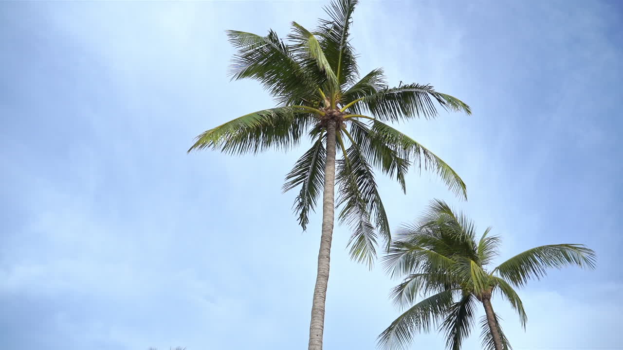 Two palm trees grace a beautiful tropical blue sky