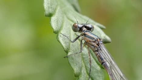 a green dragon fly sits on a green leave, macro shot