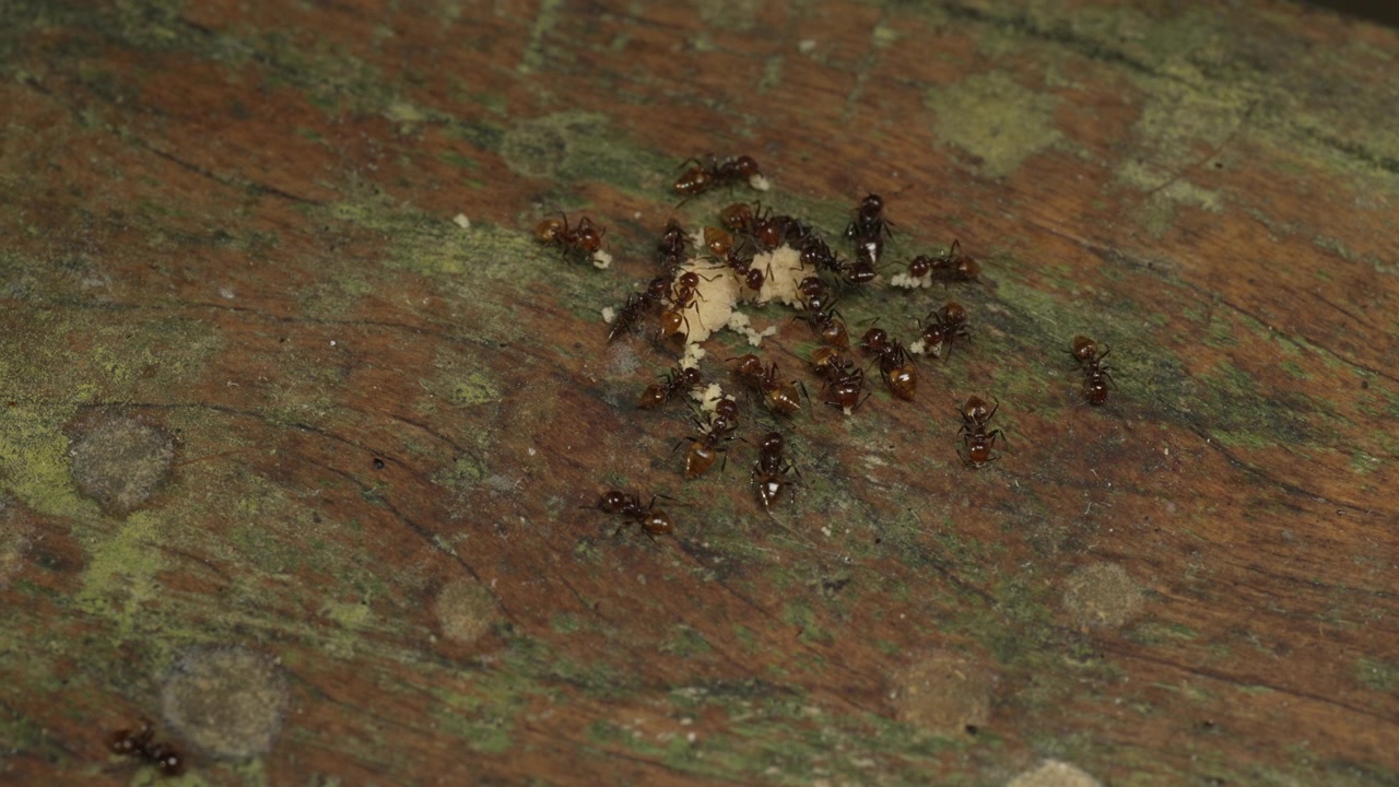 Formiche si radunano attivamente attorno a una fonte di cibo su una superficie di legno muschiosa, mostrando il loro lavoro di squadra. Adatto per contenuti educativi sul comportamento degli insetti o documentari naturalistici.