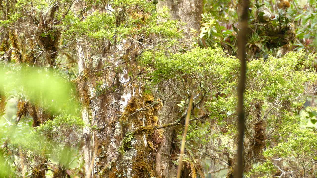 가지 사이의 참새새의 비행