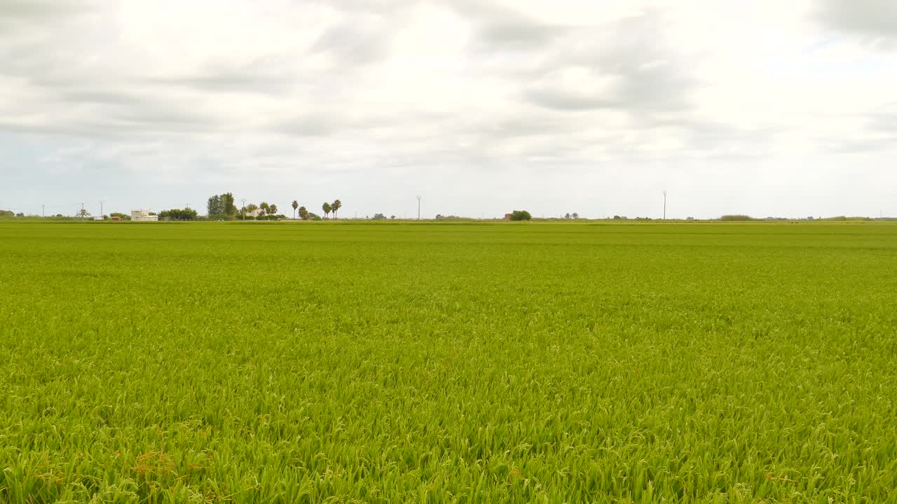 Beautiful landscape full of green rice field in Ebro Delta, Spain on a cloudy day