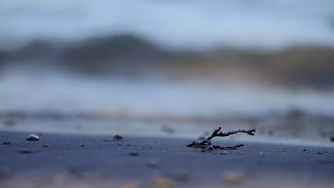 seashore close up on small branch, waves calmly washing in