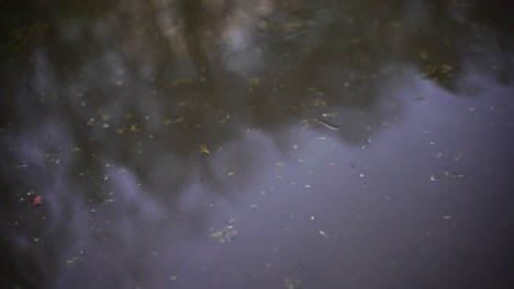 Spiegelung-Von-Bäumen-Im-Herbst-Auf-Der-Stillen-Wasseroberfläche-Eines-Schmutzigen-Sees