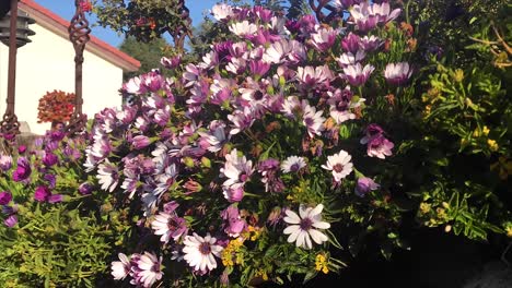 Zeitraffervideo-Von-Gänseblümchen---Morgens-Blühende-Blumen-Mit-Herumkriechenden-Schnecken