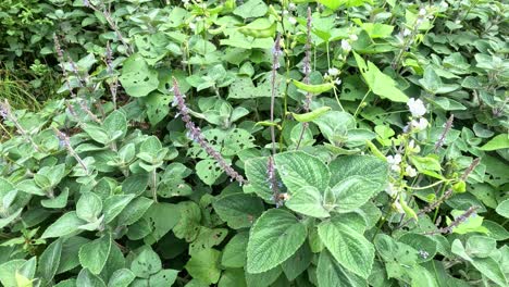 leaves and plants gently swaying in the breeze