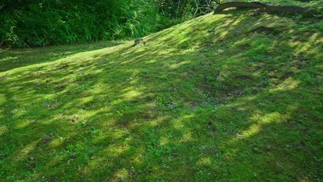 Schönes-Japanisches-Traditionelles-Gartenmoos-Tokio