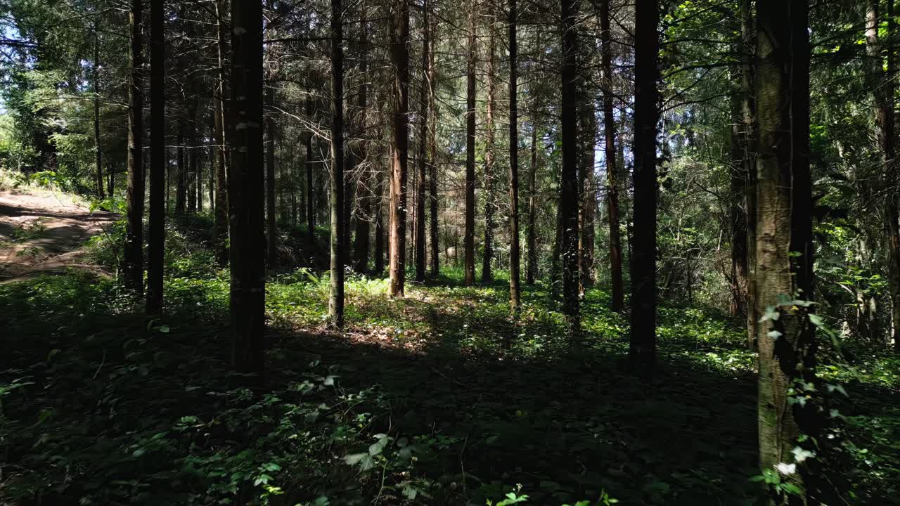 imágenes aéreas a través del bosque con hermosa luz solar que llega a través de los árboles