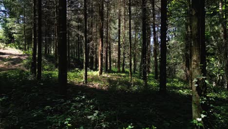 aerial footage through forest with beautiful sunlight coming through trees