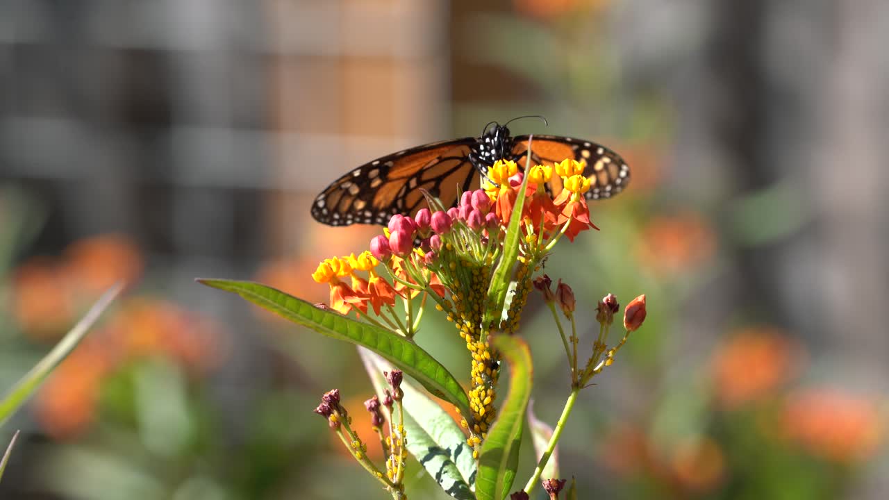 mariposa monarca sentada en una colorida flor de algodoncillo