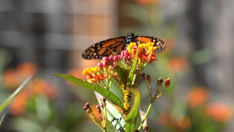 mariposa monarca sentada en una colorida flor de algodoncillo
