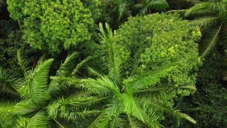 Stunning-drone-shot-above-a-green-and-exotic-jungle