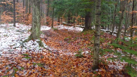 Floating-through-a-forest-in-autumn,-the-ground-covered-with-leaves