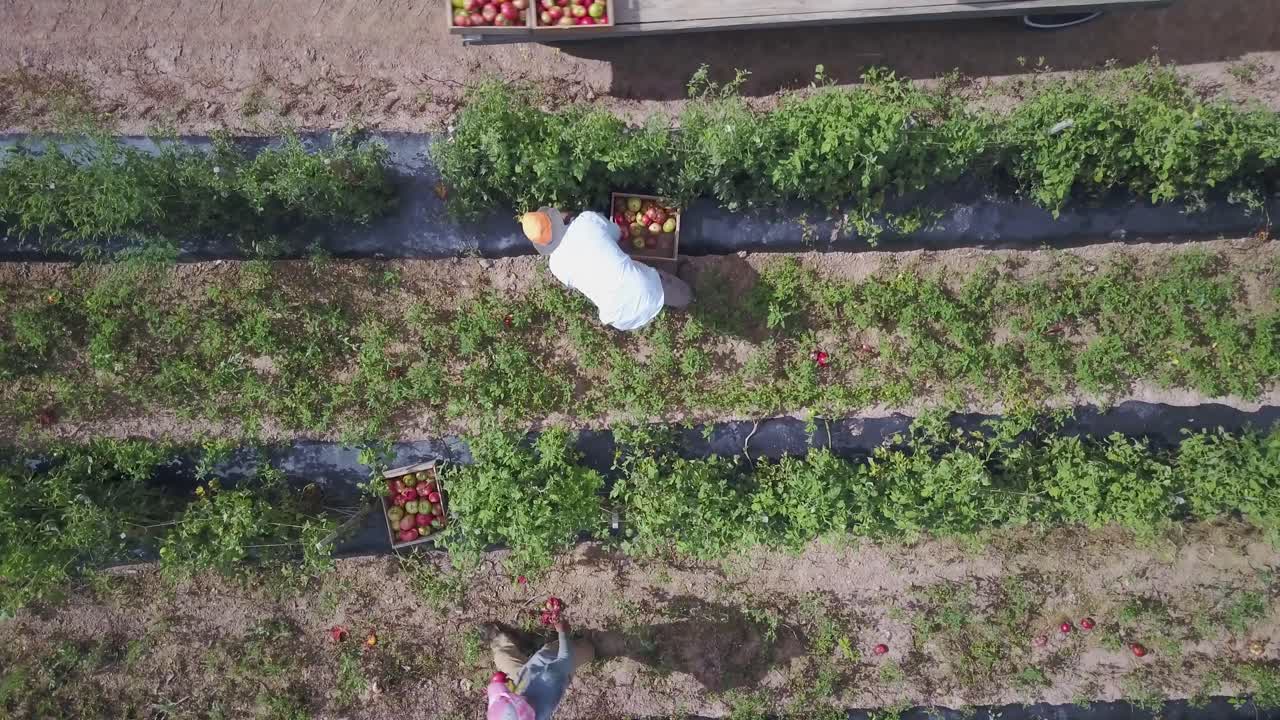 Harvesting Tomatoes in the Field