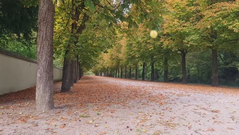 Statische-Aufnahme-Von-Herbstblättern,-Die-Sanft-Auf-Den-Boden-Fallen