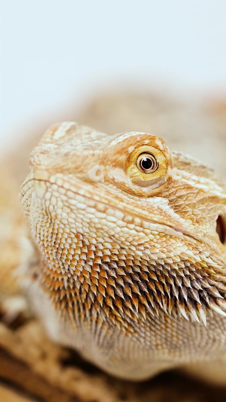 Un drago barbuto rimane immobile su un ramo, catturato in un primo piano macro con illuminazione morbida e naturale e una profondità di campo ridotta.