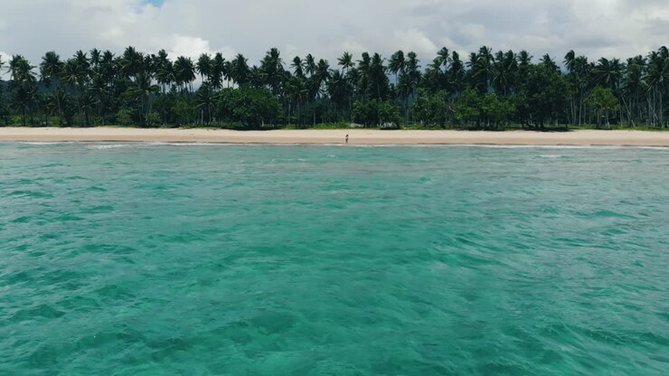 Escena de playa tropical con palmeras