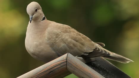 Eurasian-collared-dove-on-top-of-a-wooden-bird-feeder-garden-house-intended-for-small-birds-with-an-out-of-focus-green-natural-background