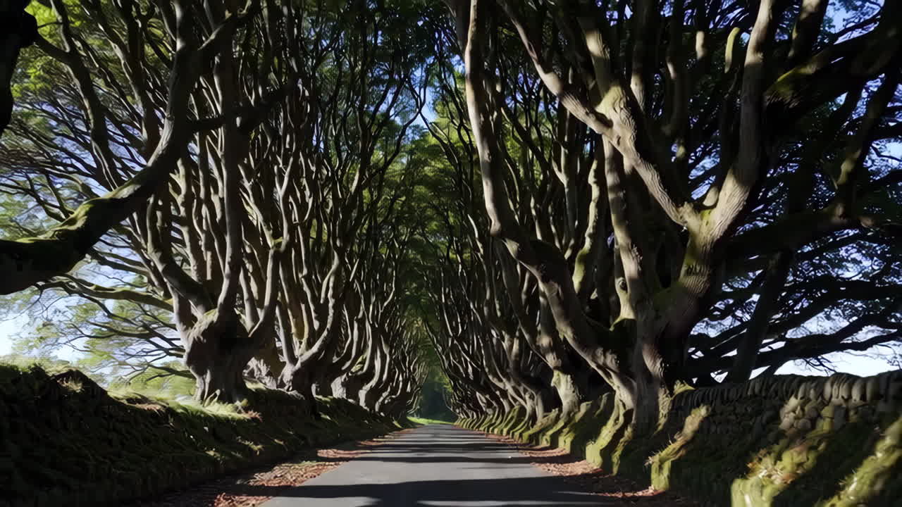 The iconic Dark Hedges tree avenue in Northern Ireland