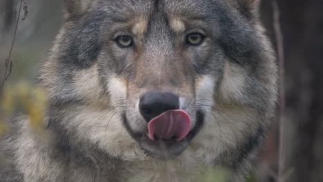 lobo gris escandinavo euroasiático con ojos grises penetrantes, mirando de frente y lamiendo su hocico - primer plano extremo