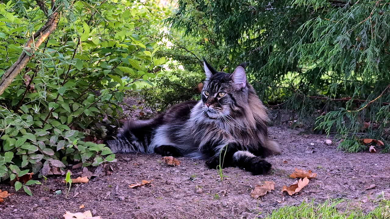 Beautiful Maine Coon cat lying on ground on a sunny day