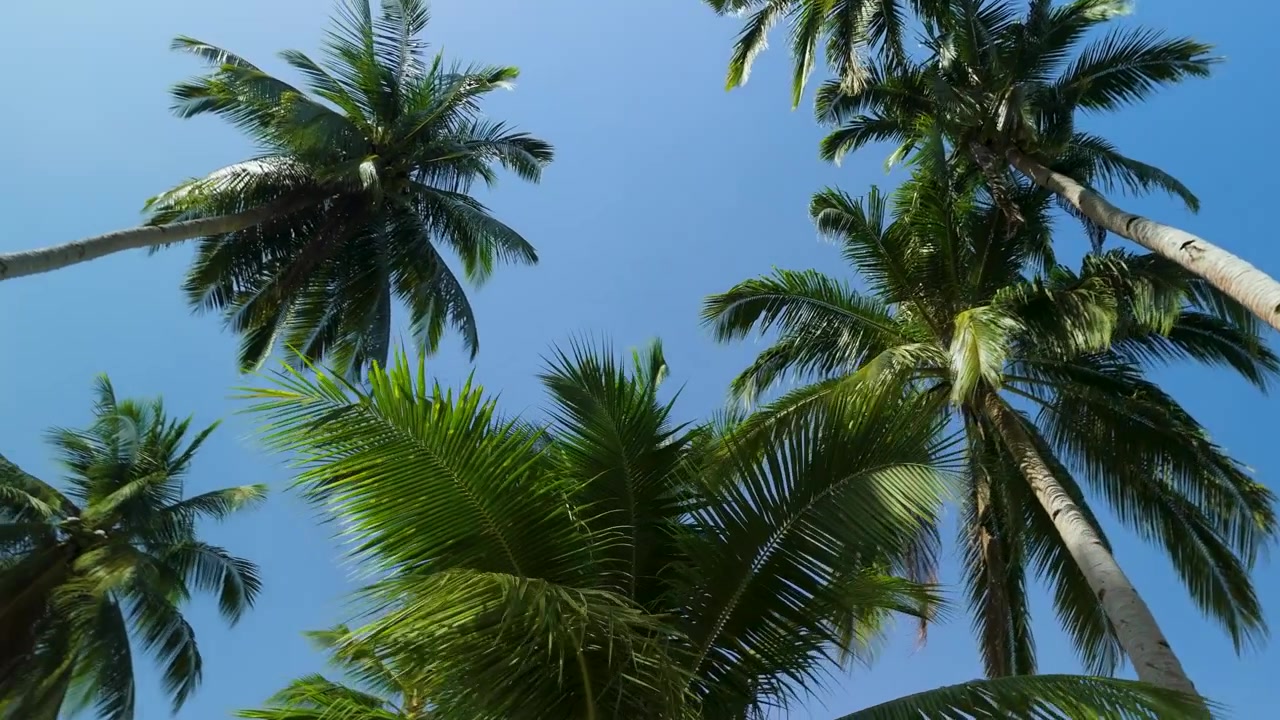 La vista ruota guardando in alto verso imponenti palme da cocco contro un cielo azzurro limpido a White Beach a Port Barton, Palawan, Filippine.