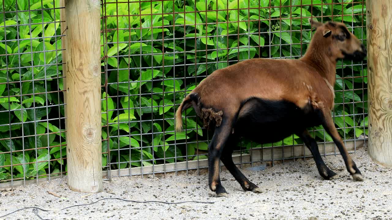 농장에서의 염소