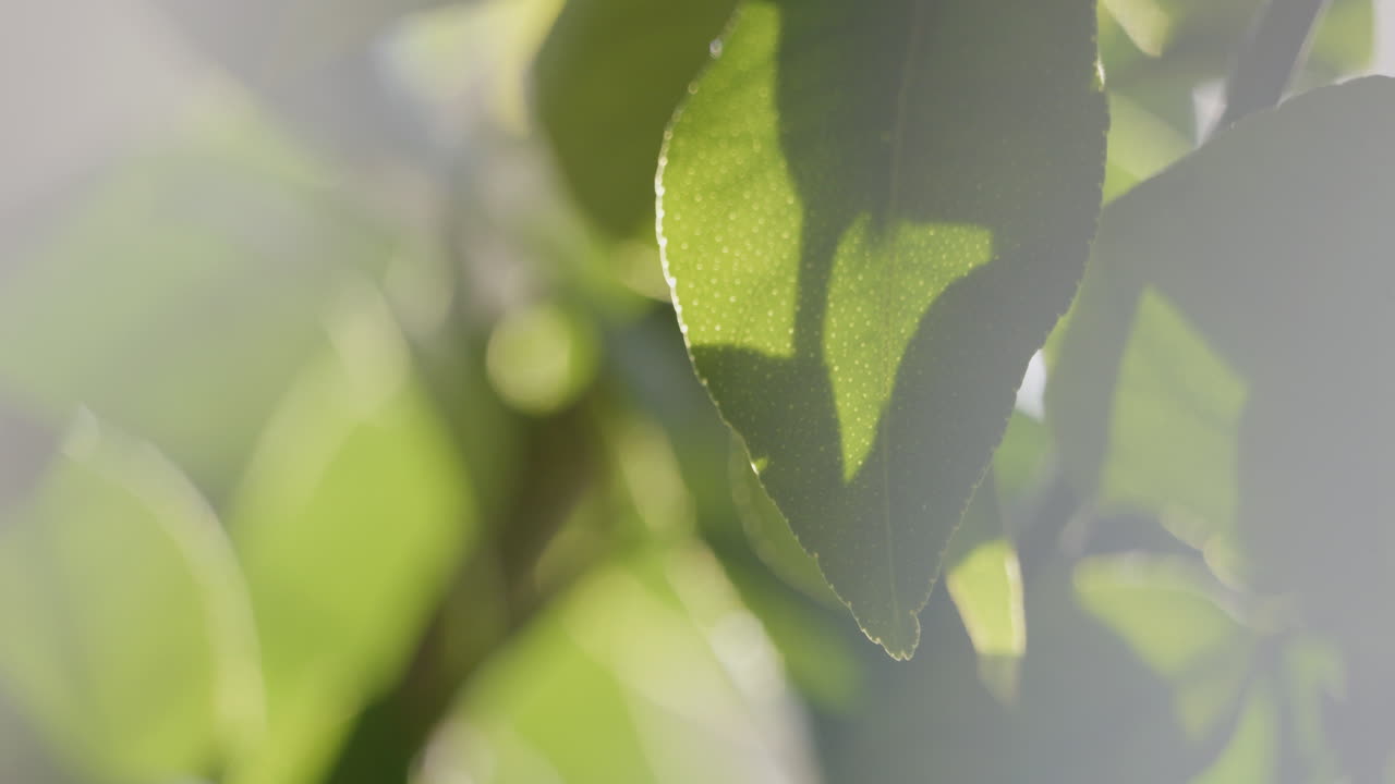 태양에 대 한 녹색 레몬 감귤 잎 추상적 인 배경