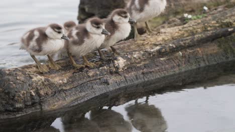 baby geese on a log