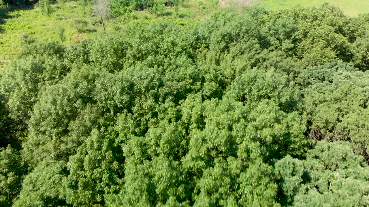 birds eye aerial drone over lush green trees tops in forest 4k