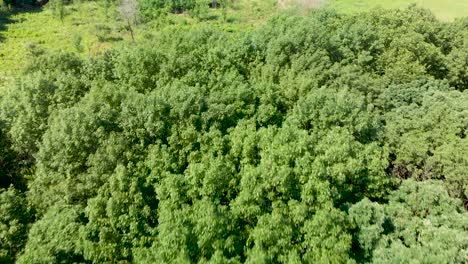 drone aéreo ojo de pájaro sobre exuberantes copas de árboles verdes en el bosque 4k