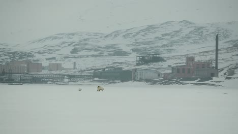 Una-Madre-Osa-Polar-Y-Su-Cachorro-Caminan-Por-Un-Paisaje-Helado-En-Svalbard