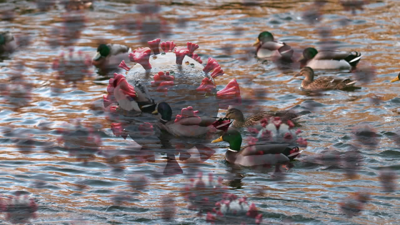 호수에서 수영하는 오리들에 대한 코로나19 세포