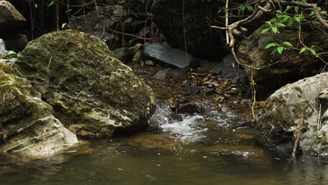 Wasser-Fließt-Durch-Felsen-In-Einem-Kleinen-Bach,-Der-Zum-Fluss-Führt