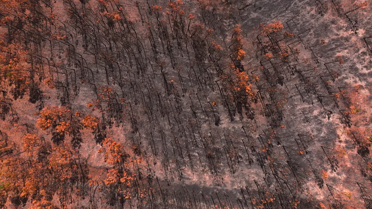 Late Autumn To Winter Forest Landscape At Serra de San Mamede In The Province of Ourense, Spain. Aerial Shot
